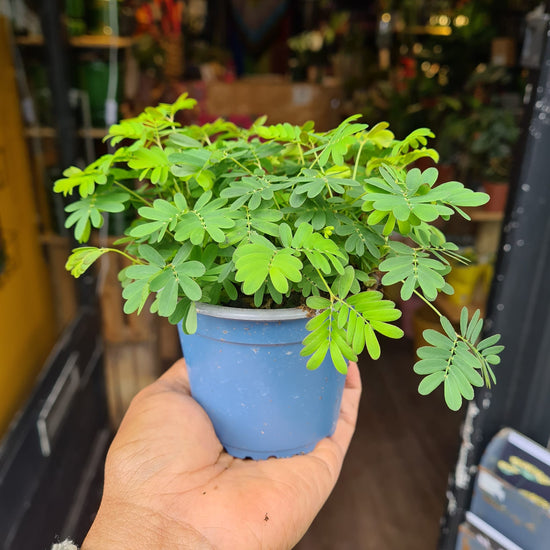 A Mimosa Pudica plant also known as a Sensitive Plant in front of Urban Tropicana&
