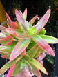 Crassula Capitella Campfire | 8.5cm pot