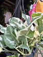 Epipremnum Njoy | 17cm hanging pot
