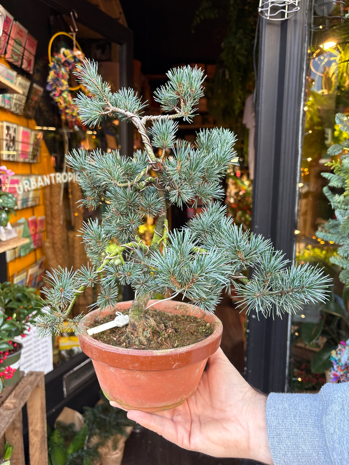 Bonsai Pinus Parviflora | 19cm pot