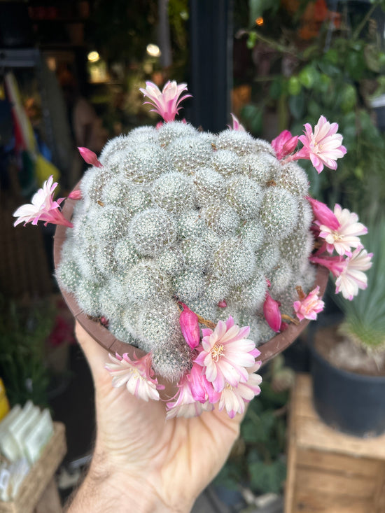 Rebutia ‘Celebration’ | 15cm pot