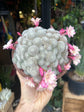 Rebutia ‘Celebration’ | 15cm pot