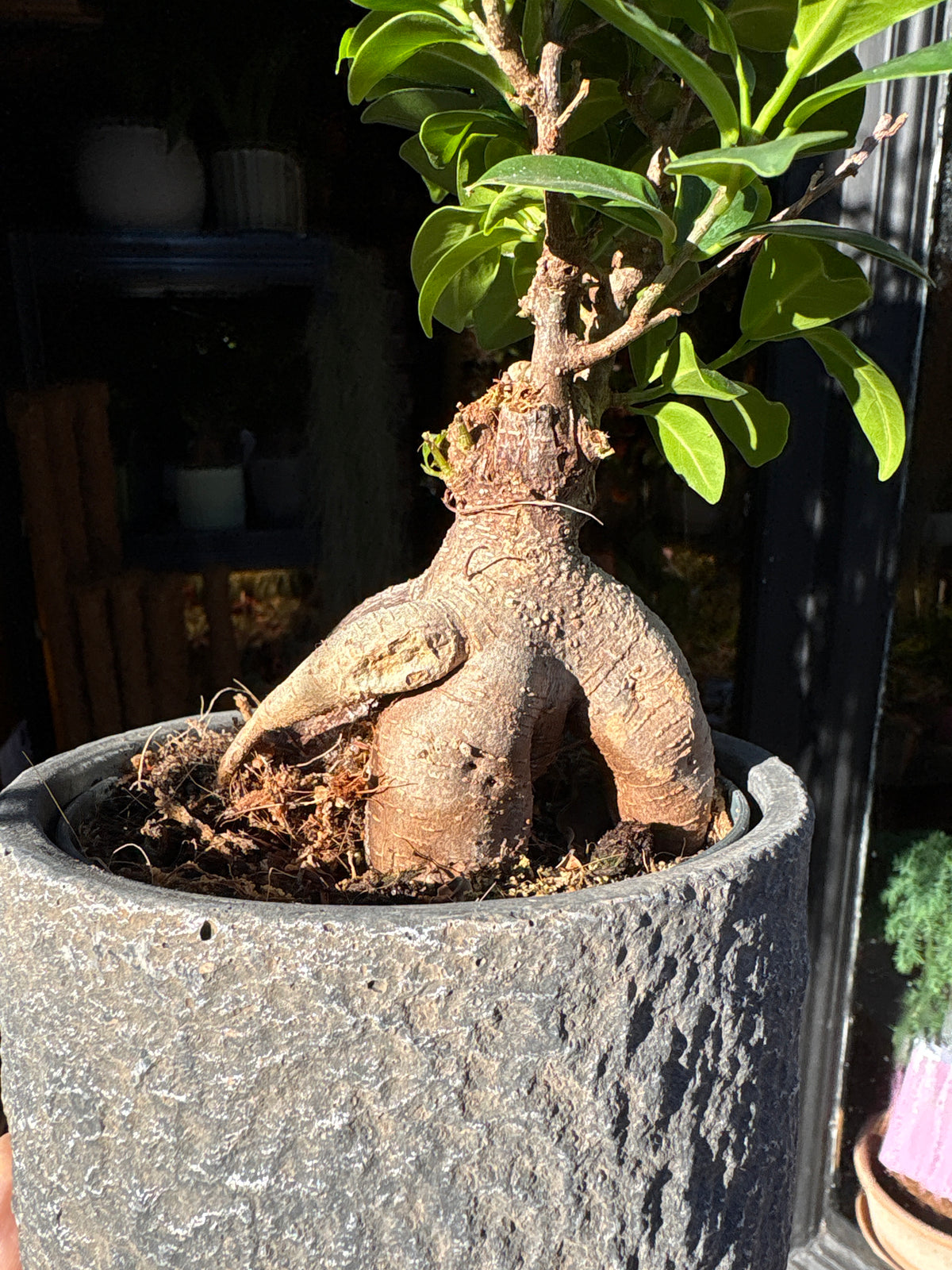Ficus Ginseng | 12cm ceramic decorative pot