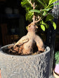 Ficus Ginseng | 12cm ceramic decorative pot