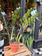Zamioculcas Zamiifolia Raven | ZZ | 17cm pot