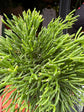Rhipsalis Hatiora salicornioides | 12cm pot