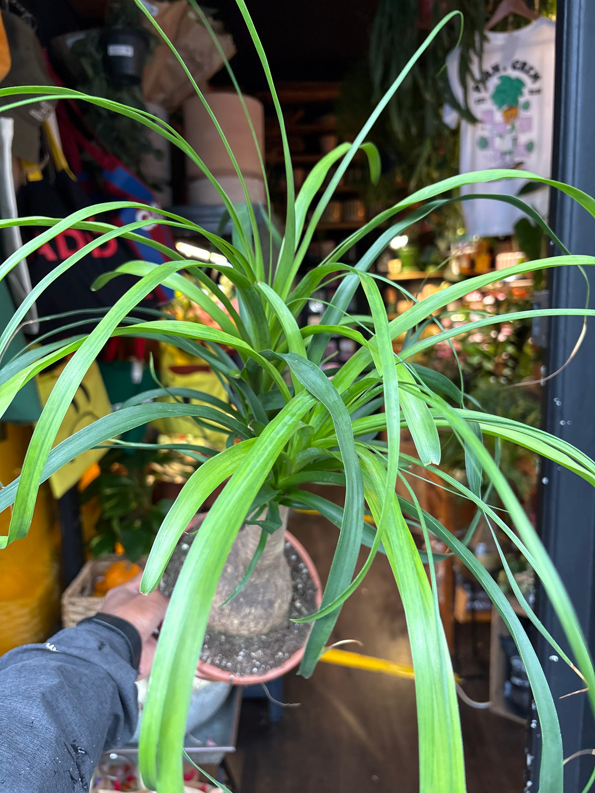 Beaucarnea Recurvata | 19cm pot