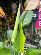 Strelitzia Nicolai | Bird of Paradise | 21cm pot