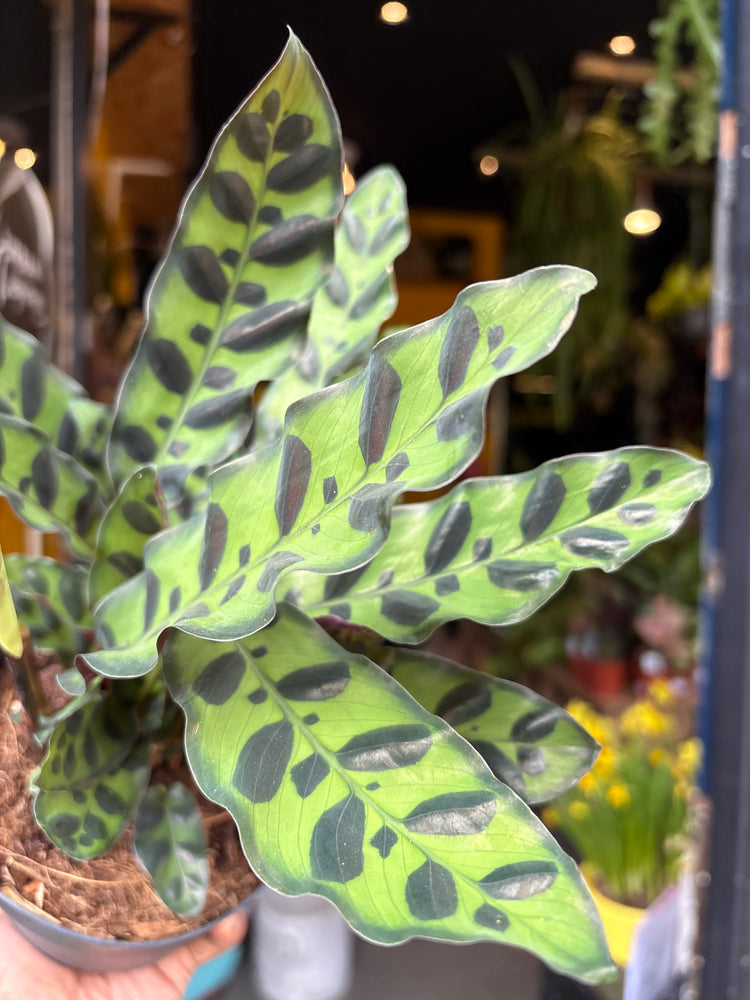 A plant with sword-shaped leaves with red backs and light and dark green patterned fronts. It is known as a Calathea Lancifolia in front of Urban Tropicana&