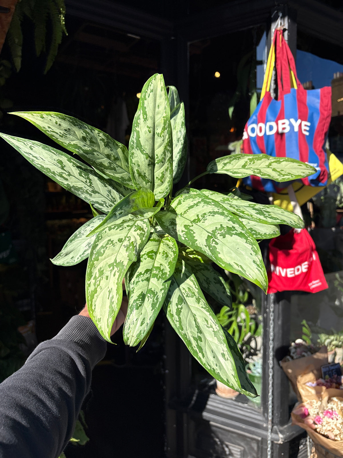 Aglaonema Silver Queen | 14cm pot