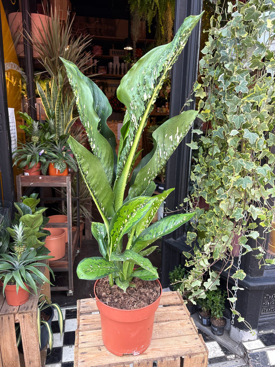 Dieffenbachia ‘Caiman’ | 21cm pot
