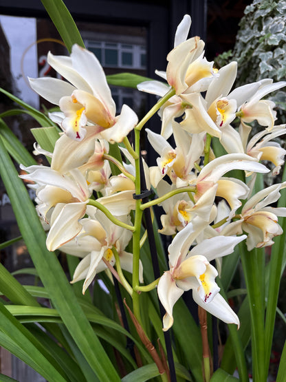 Cymbidium White | 14cm pot