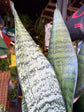 Sansevieria trifasciata &