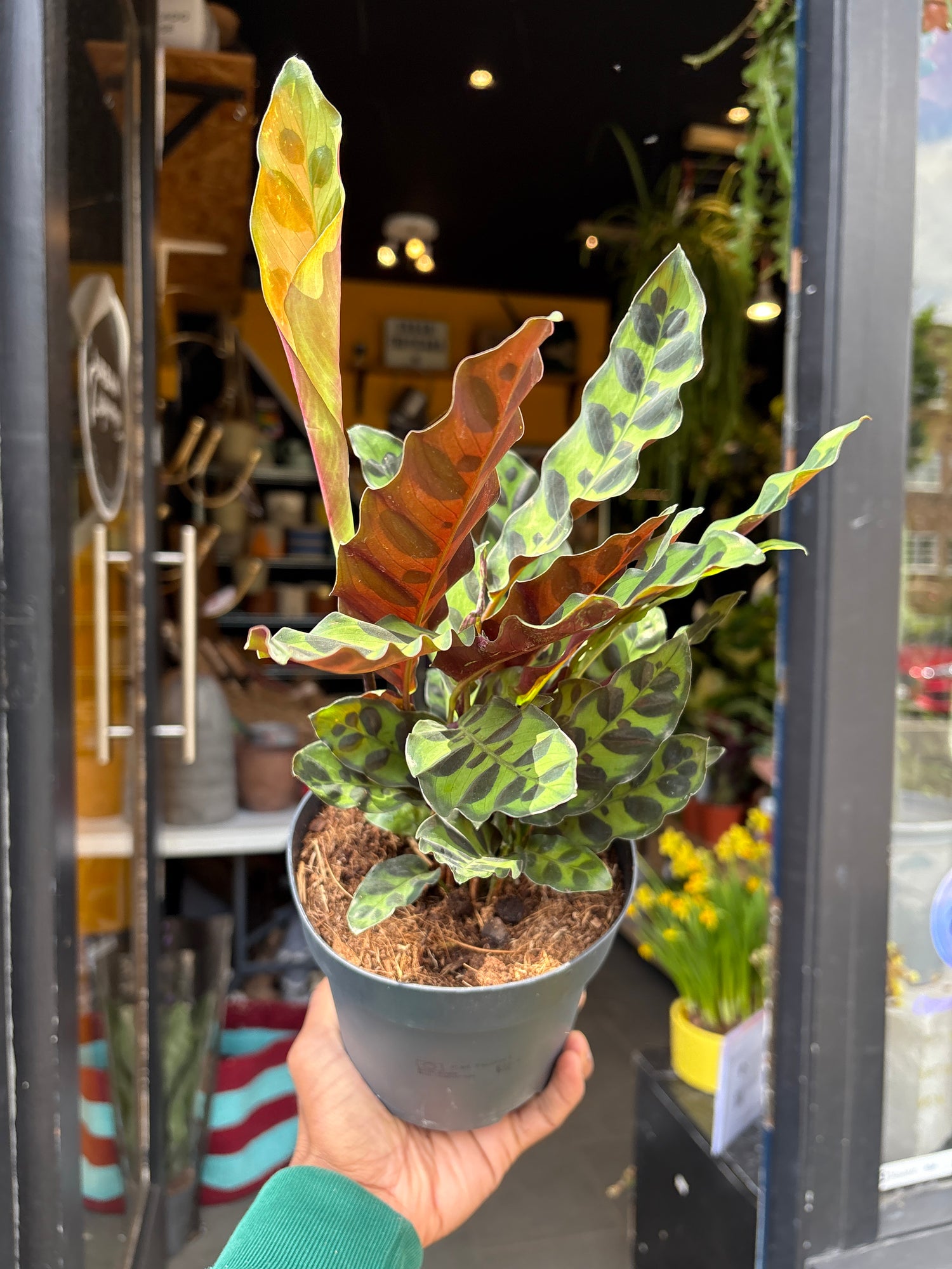 A plant with sword-shaped leaves with red backs and light and dark green patterned fronts. It is known as a Calathea Lancifolia in front of Urban Tropicana&