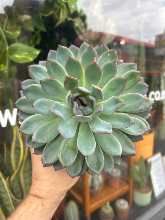 Echeveria Pulidonis | 13cm pot