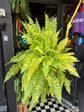 Nephrolepsis exaltata ‘Tiger Fern’ | 20cm pot