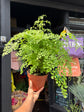 Adiantum Fragrans | 17cm pot
