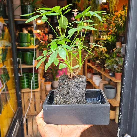 A Lava Rock Schefflera plant also known as a Schefflera Arboricola in front of Urban Tropicana&