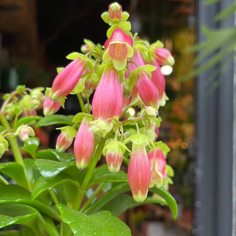 A Kalanchoe Dream Bells plant also known as a Chandelier plant in front of Urban Tropicana&