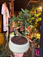 Bonsai Carmona | 19cm green ceramic pot