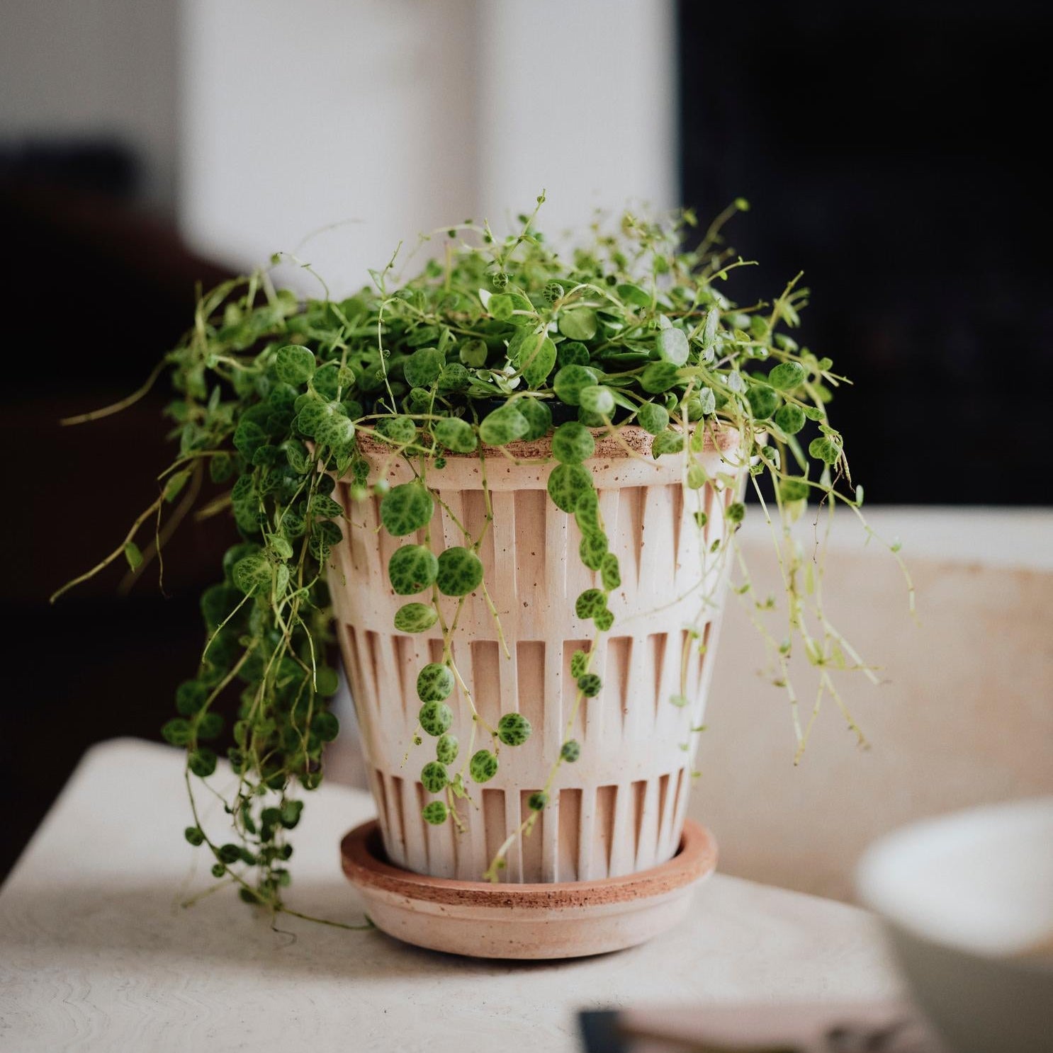 Potted plant on a table with a blurred background