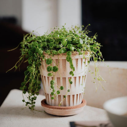 Potted plant on a table with a blurred background