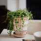 Potted plant on a table with a blurred background