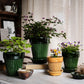 Collection of potted plants on a table with a neutral background