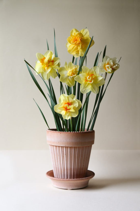 Bergs Potter | Simona | Rosa Pot & Saucer