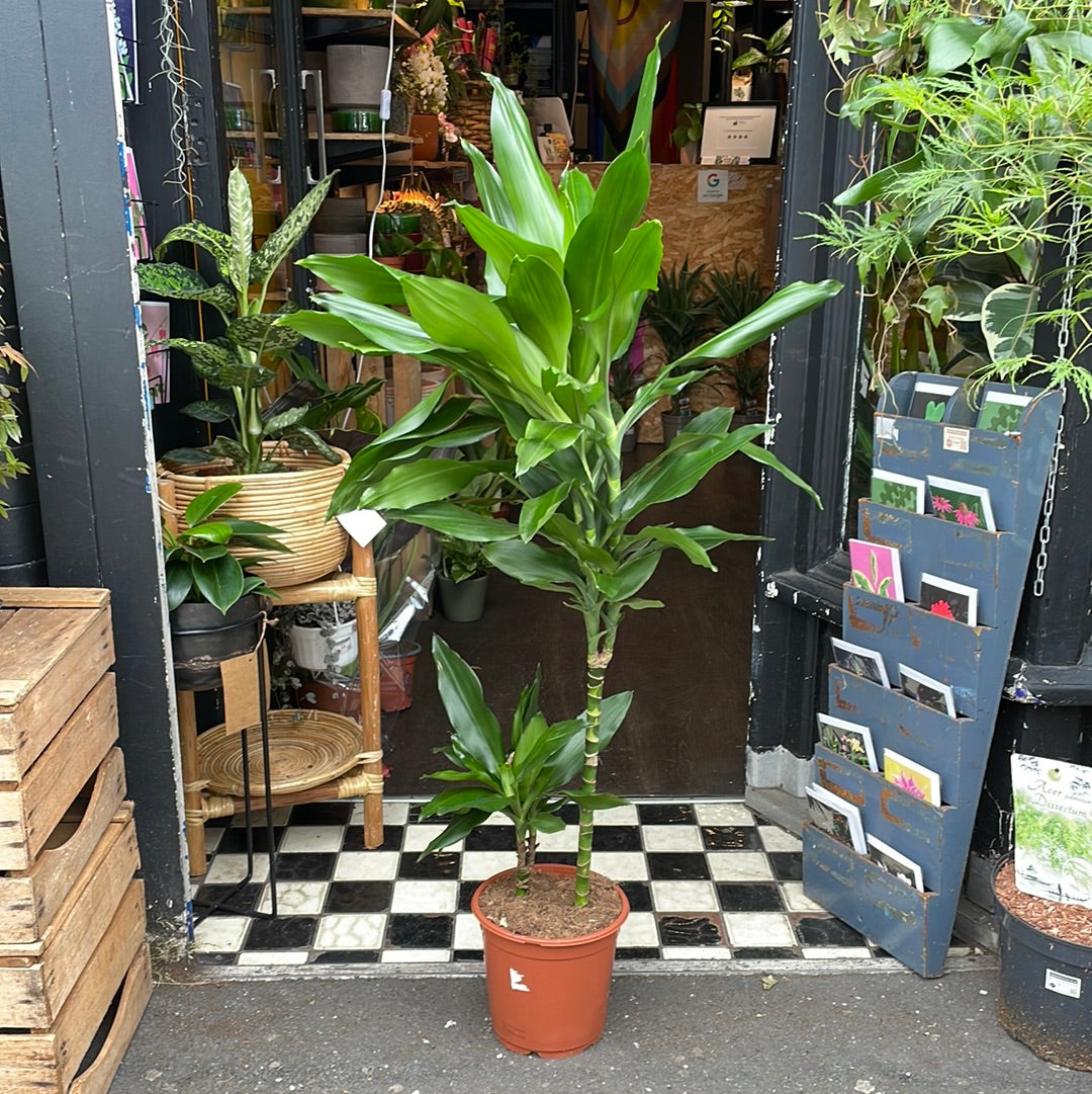 Dracaena Fragrans Janet Lind - House Plants - Plant Shop - Urban Tropicana