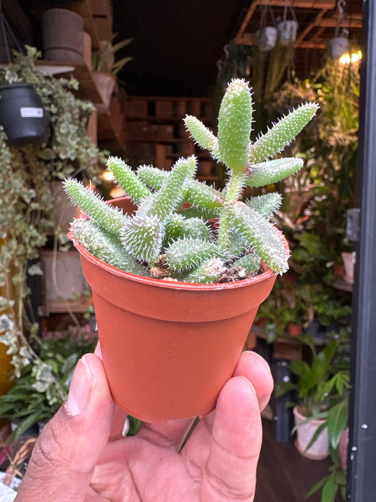 A Delosperma Echinatum plant also known as a Pickle plant in front of Urban Tropicana&