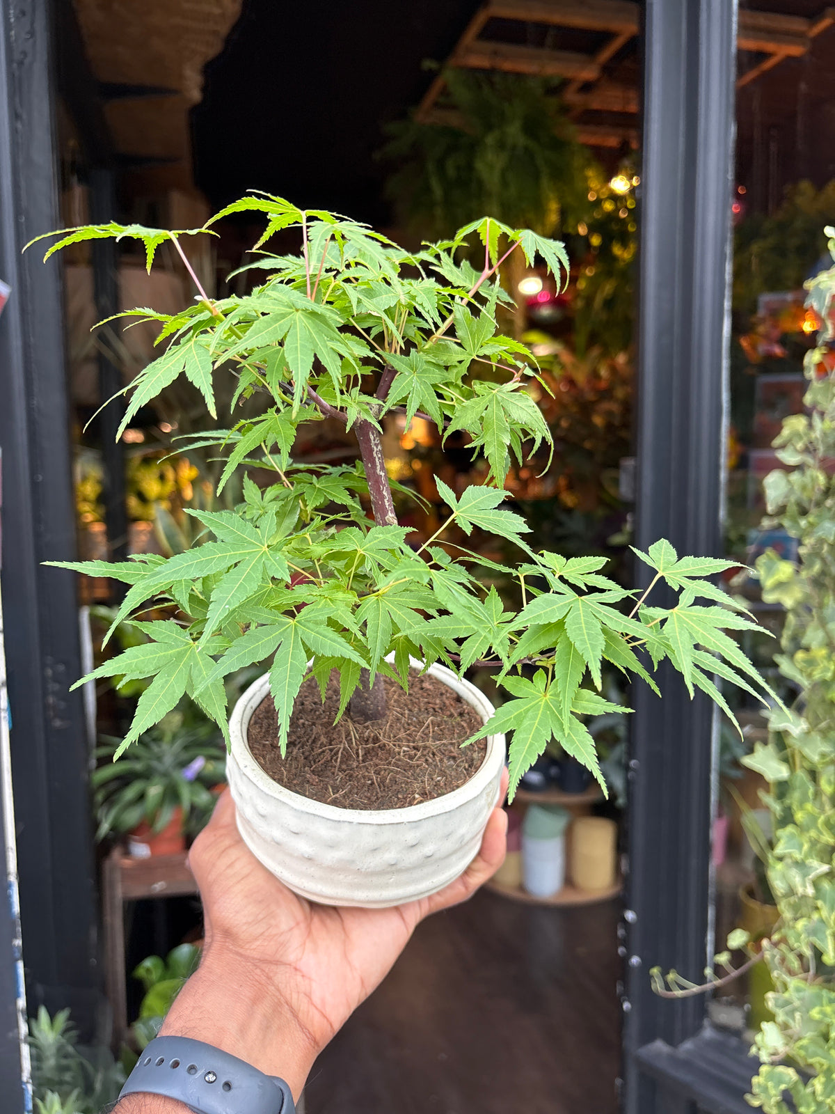 Bonsai acer | 12cm white ceramic pot