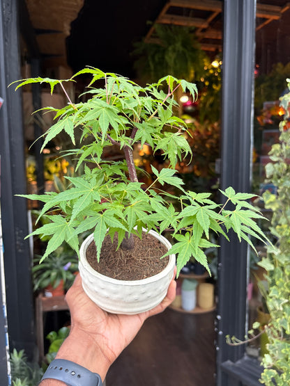 Bonsai acer | 12cm white ceramic pot
