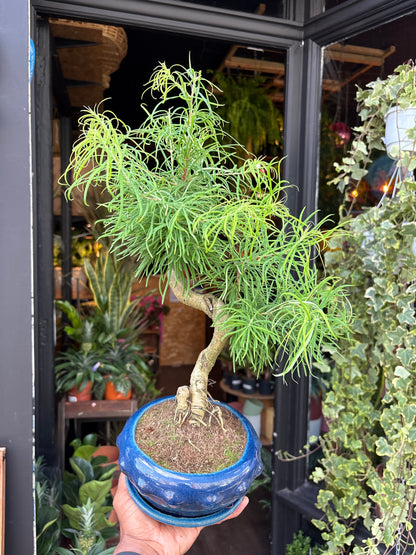 Bonsai Pseudolarix | 16cm blue ceramic pot &amp; saucer