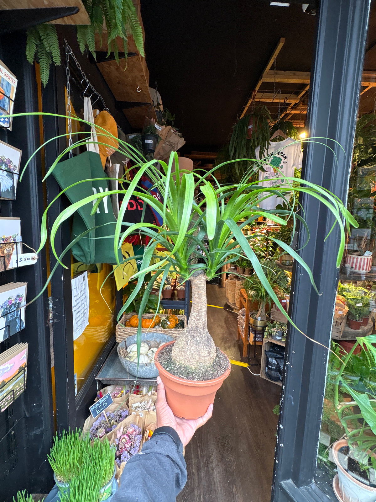 Beaucarnea Recurvata Ponytail Palm in 19cm pot outside Urban Tropicana plant shop in Chiswick, London