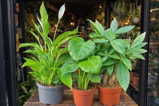Three potted plants on a wooden surface outside Urban Tropicana in Chiswick