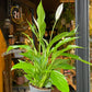 Beginner Bundle houseplant outside Urban Tropicana plant shop in Chiswick, London