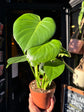 Beginner Bundle houseplant outside Urban Tropicana plant shop in Chiswick, London