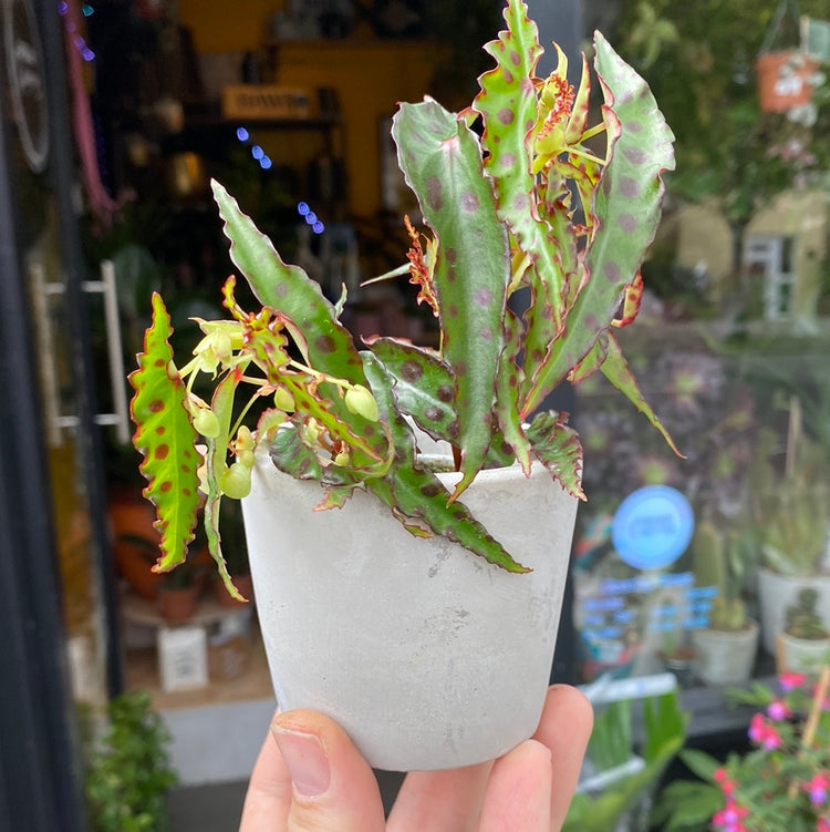 A Begonia Amphioxis plant also know as a Red Butterfly Begonia in front of Urban Tropicana&