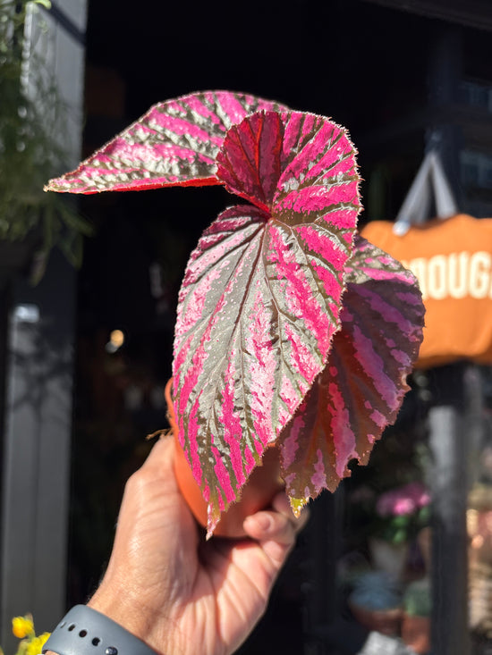 Begonia brevirimosa with elongated dark green leaves flushed with vivid pink variegation, displayed in a nursery pot at Urban Tropicana plant shop, Chiswick, London.