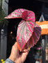 Begonia brevirimosa with elongated dark green leaves flushed with vivid pink variegation, displayed in a nursery pot at Urban Tropicana plant shop, Chiswick, London.