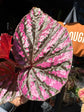Begonia brevirimosa with elongated dark green leaves flushed with vivid pink variegation, displayed in a nursery pot at Urban Tropicana plant shop, Chiswick, London.