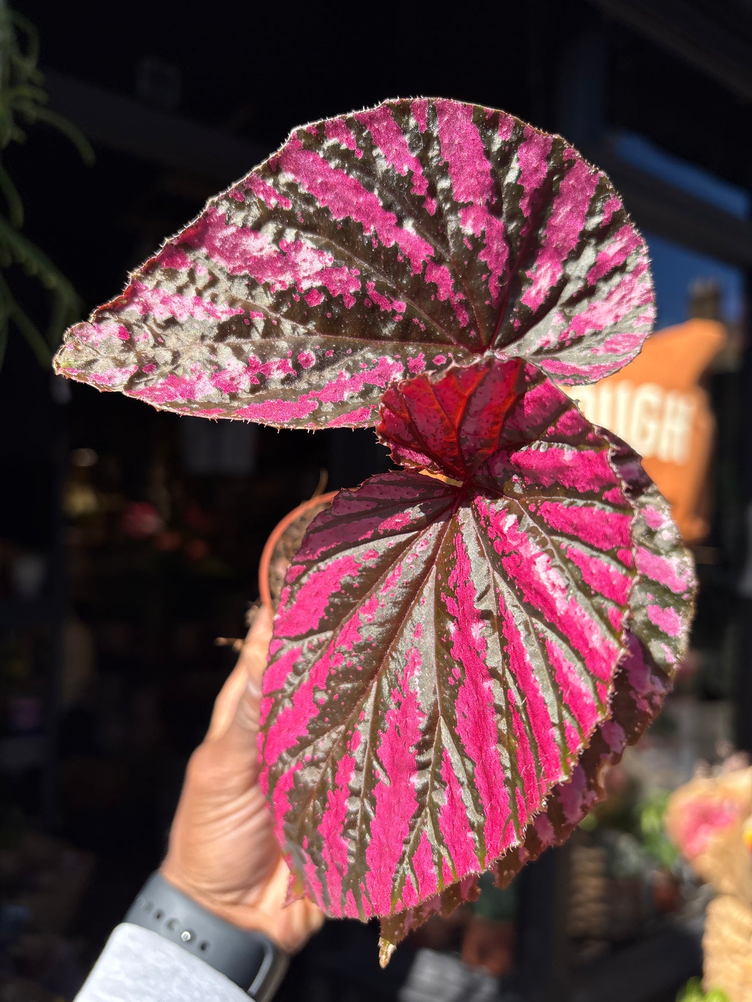Begonia brevirimosa with elongated dark green leaves flushed with vivid pink variegation, displayed in a nursery pot at Urban Tropicana plant shop, Chiswick, London.