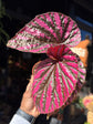 Begonia brevirimosa with elongated dark green leaves flushed with vivid pink variegation, displayed in a nursery pot at Urban Tropicana plant shop, Chiswick, London.