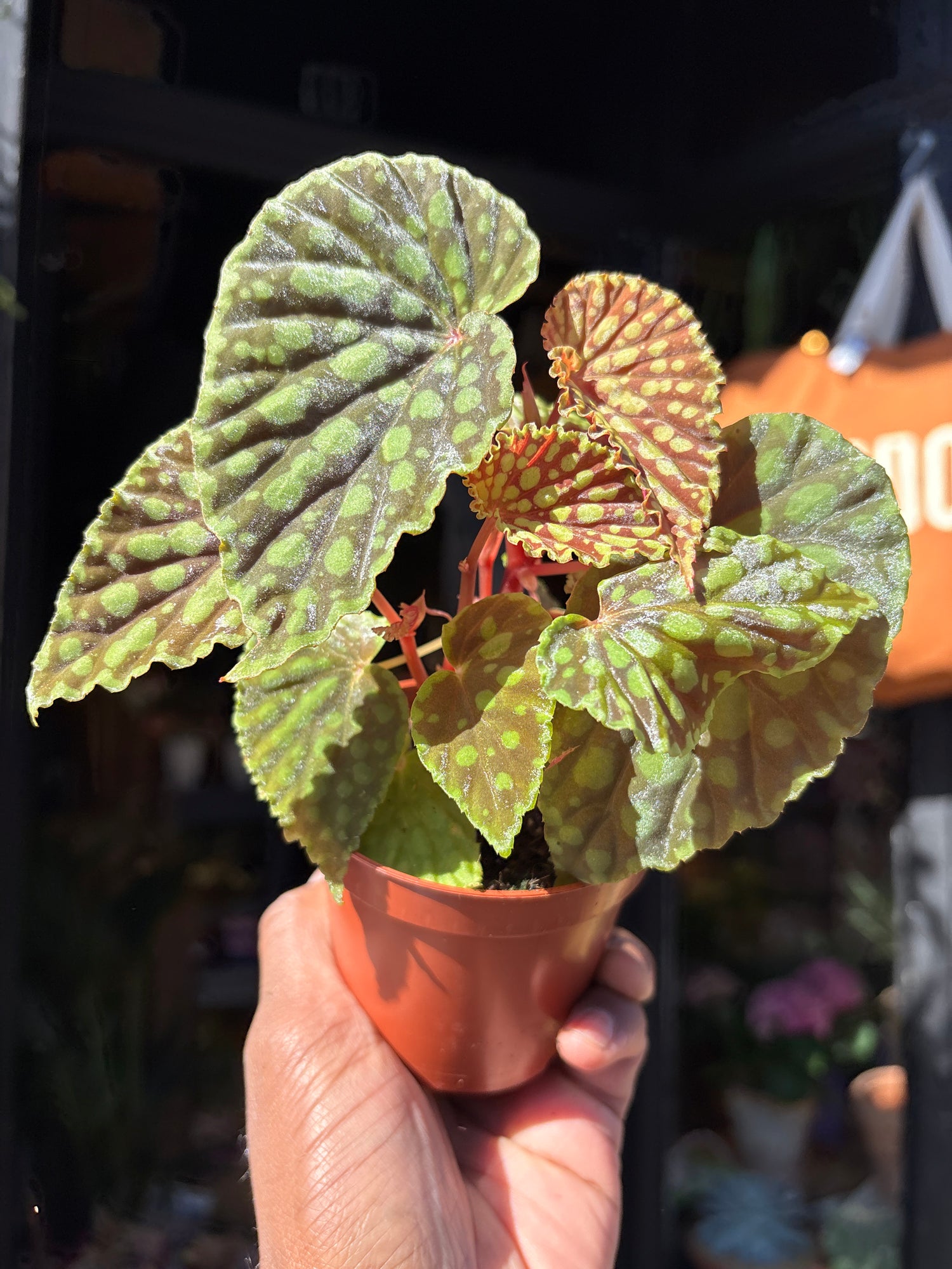 Begonia chlorosticta with deep green leaves dotted with bright lime-green spots, displayed in a nursery pot at Urban Tropicana plant shop, Chiswick, London