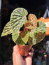 Begonia chlorosticta with deep green leaves dotted with bright lime-green spots, displayed in a nursery pot at Urban Tropicana plant shop, Chiswick, London