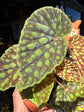Begonia chlorosticta with deep green leaves dotted with bright lime-green spots, displayed in a nursery pot at Urban Tropicana plant shop, Chiswick, London