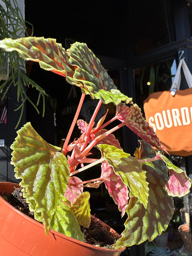 Begonia chlorosticta with deep green leaves dotted with bright lime-green spots, displayed in a nursery pot at Urban Tropicana plant shop, Chiswick, London