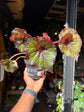 A Begonia Curly Fireflush plant in front of Urban Tropicana’s Plant Shop in Chiswick London