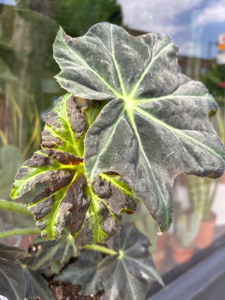 A Begonia Heraclefolia Draco plant in front of Urban Tropicana’s Plant Shop in Chiswick London